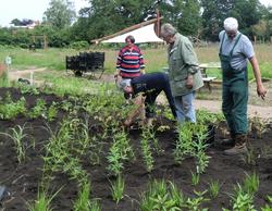 Bild vergr��ern: Mitte Juni 2012 haben Mitglieder des Freundeskreises Ernst Pagels mit Dietrich Mansholt das Oudolf-Beet im Pagels Garten bepflanzt.
