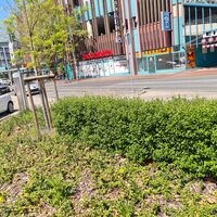 Bild vergr&ouml;&szlig;ern: Blick auf eine Pflanzfl&auml;che mit Baum, Hecke und Bodendeckern am Ausgangsbereich des  Post- Kundenparkplatzes