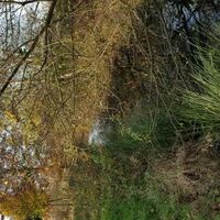 Bild vergr&ouml;&szlig;ern: Naturnah ausgebauter Grabenabschnitt H&ouml;he Wollgrasweg