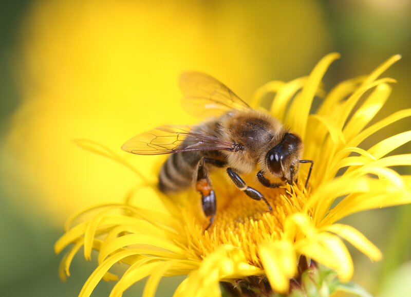 iupac-honey-bee-8320764