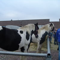 Bild vergr&ouml;&szlig;ern: Viehmarkt 2015