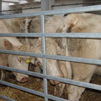 Bild vergr&ouml;&szlig;ern: Viehmarkt 2015