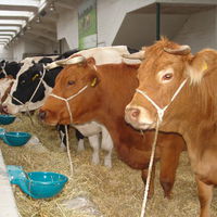 Bild vergr&ouml;&szlig;ern: Viehmarkt 2015