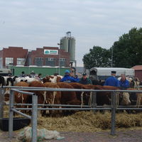 Bild vergr&ouml;&szlig;ern: Viehmarkt 2015